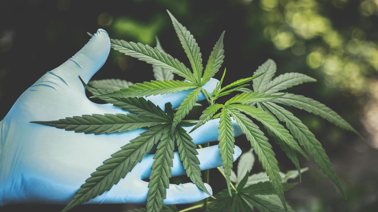 Hånd iført blå operationshandske holder en cannabisplante, som symbol på cannabisens potentiale som fremtidens medicin