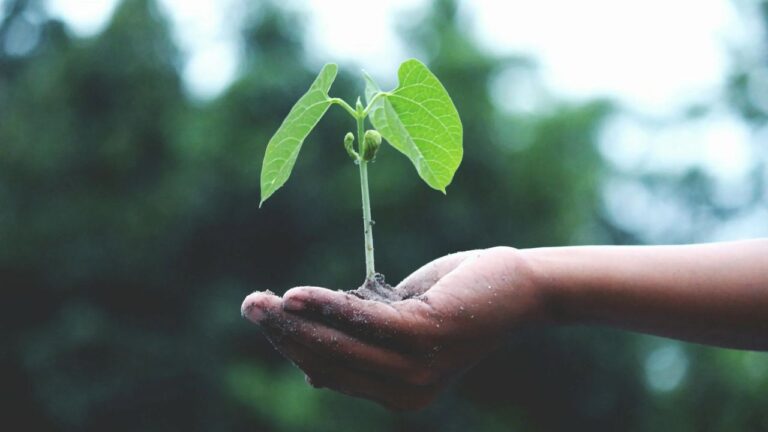 Hånd holder spirende grøn plante, symboliserer de mest bæredygtige selskaber